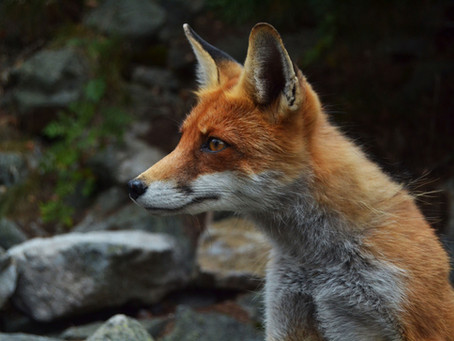 Please don't feed the Cape Ray foxes